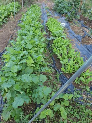 실로암농원님의 자유주제 · 자유게시판 작성글 사진