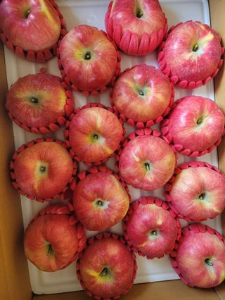 사과청일농원🍎님의 작성글 사진