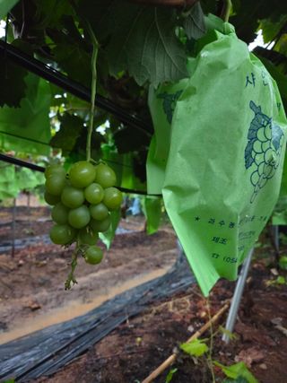 수달이님의 농사, 무엇이든 물어보세요! · 참여글 작성글 사진