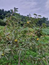 팜모닝 자유주제·자유게시판 게시글 이미지