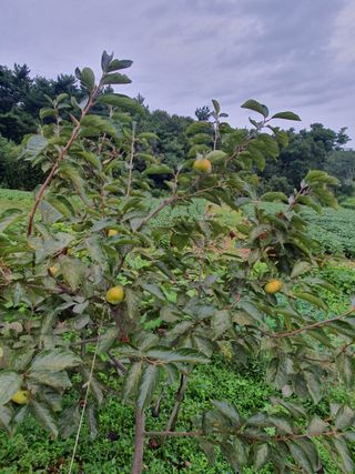두릅나무10495님의 자유주제 · 자유게시판 작성글 사진