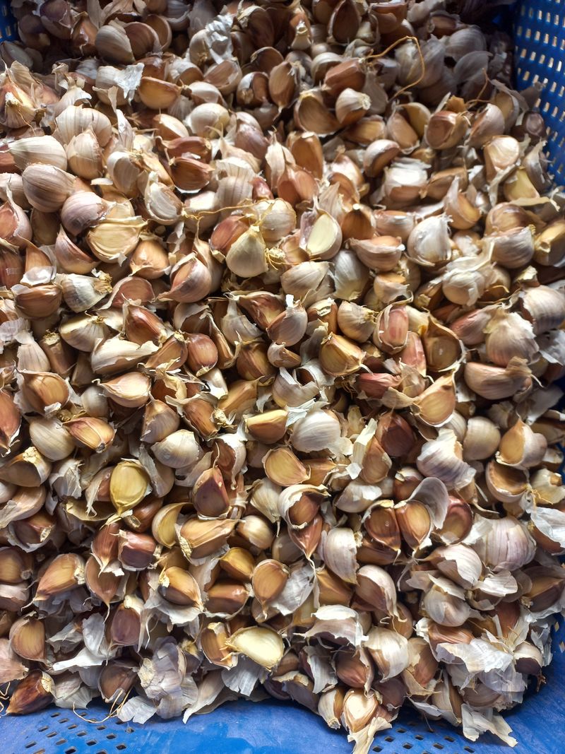 박린님의 장터 판매 상품 [홍산마늘 1세대쪽분리,단구] 첨부 사진