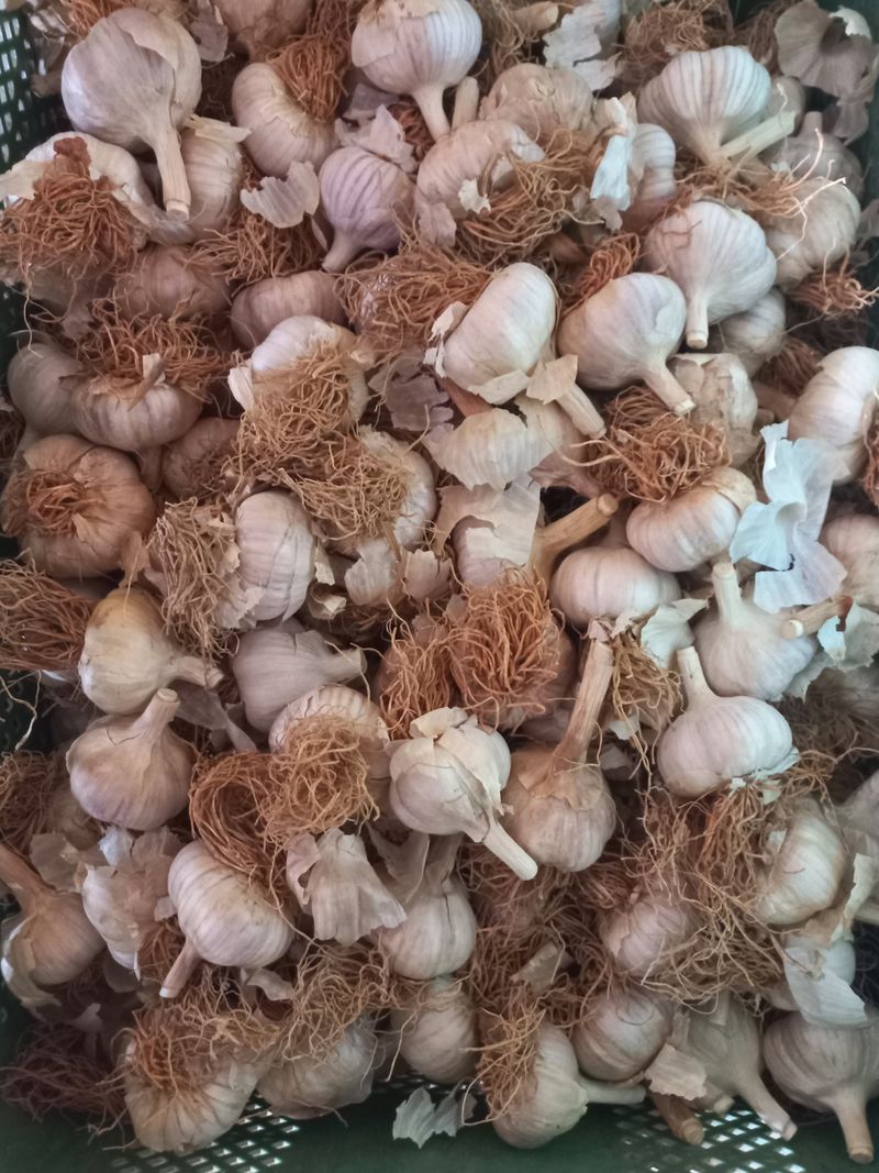 박린님의 장터 판매 상품 [홍산마늘 1세대쪽분리,단구] 첨부 사진