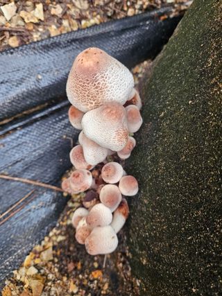 고추18330님의 자유주제 · 자유게시판 작성글 사진