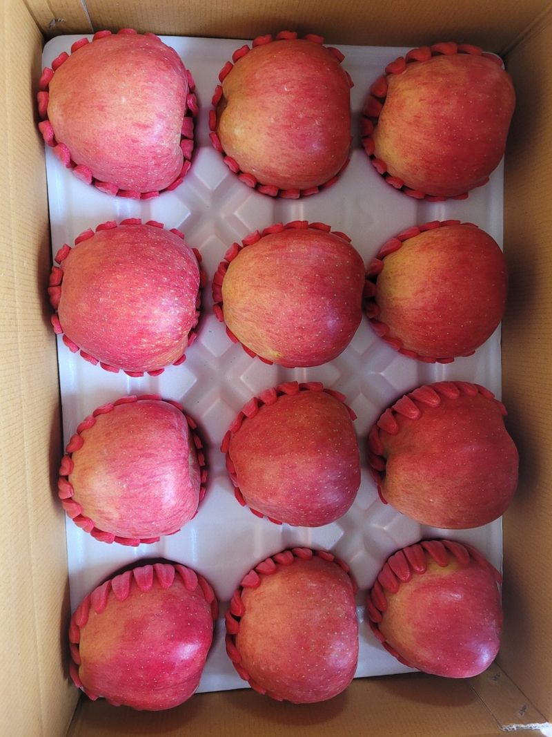 사과청일농원🍎님의 장터 판매 상품 [경북 청송 햇홍로 5kg 정품밎흠집 단체주문시할인] 첨부 사진