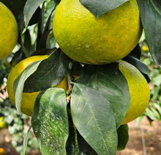 고강농원 강영자님의 자유주제 · 사진전 작성글 사진