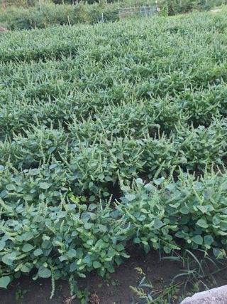 옥천서화농님의 자유주제 · 자유게시판 작성글 사진