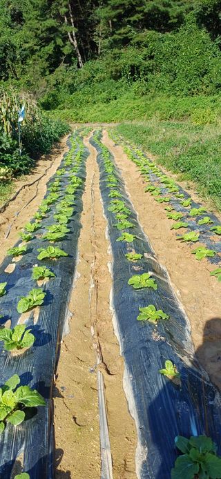 이강재님의 자유주제 · 자유게시판 작성글 사진
