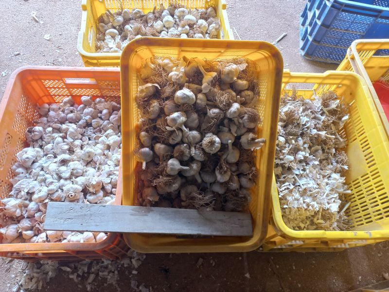 박린님의 장터 판매 상품 [홍산마늘 1세대쪽분리,단구] 첨부 사진