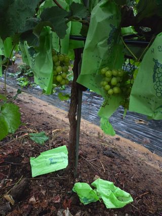 수달이님의 농사, 무엇이든 물어보세요! · 참여글 작성글 사진