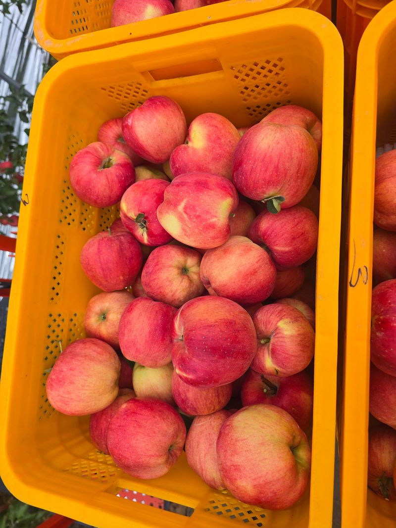 사과청일농원🍎님의 장터 판매 상품 [경북 청송 햇홍로 5kg 정품밎흠집 단체주문시할인] 첨부 사진