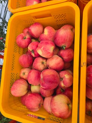 사과청일농원🍎님의 작성글 사진