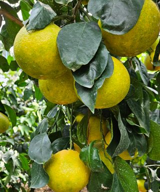 고강농원 강영자님의 자유주제 · 사진전 작성글 사진