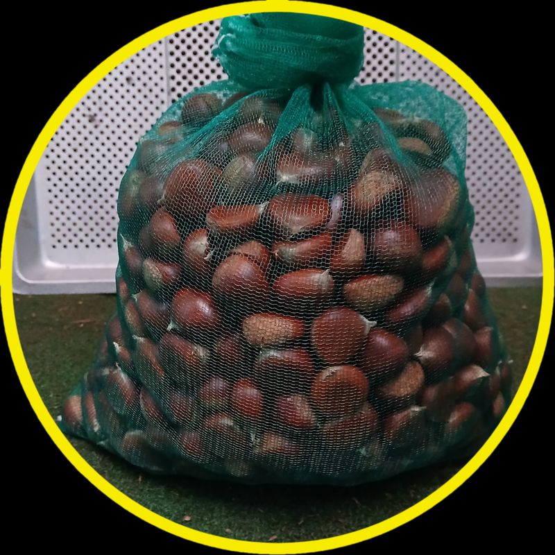 인생은 소풍처럼님의 장터 판매 상품 [토종밤1키로 마감] 첨부 사진