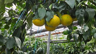 고강농원 강영자님의 자유주제 · 사진전 작성글 사진