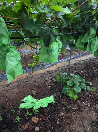 수달이님의 농사, 무엇이든 물어보세요! · 참여글 작성글 사진