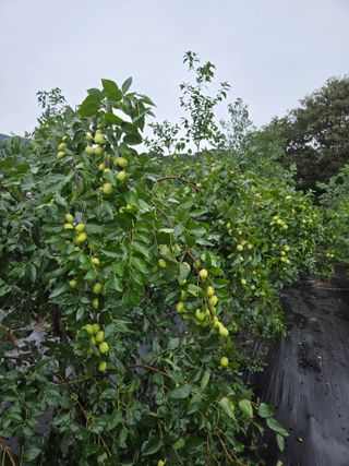 최동수님의 자유주제 · 사진전 작성글 사진