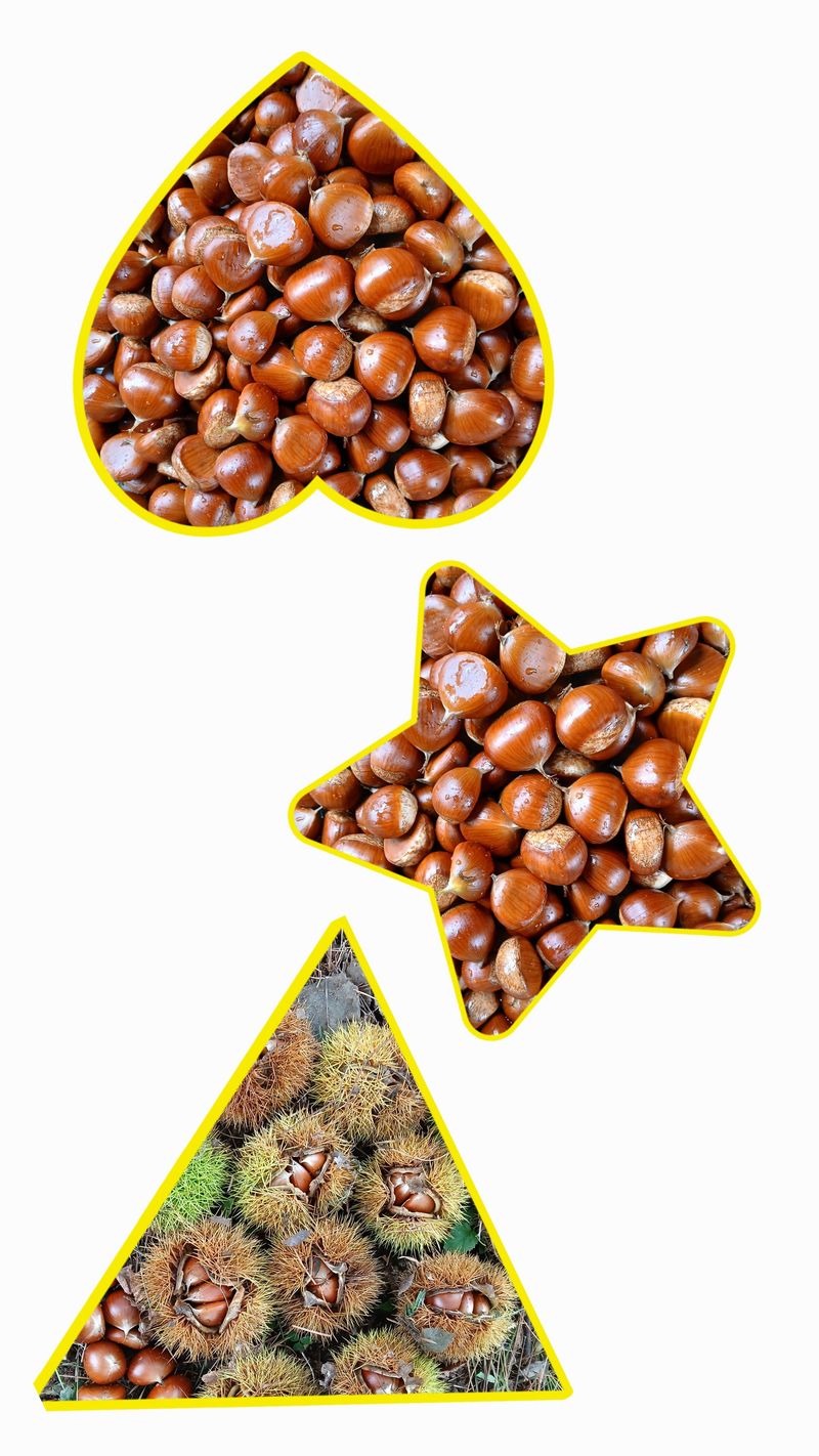 인생은 소풍처럼님의 장터 판매 상품 [토종밤1키로 마감] 첨부 사진