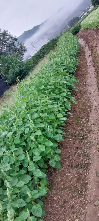 낙엽교목류15665님의 자유주제 · 자유게시판 작성글 사진