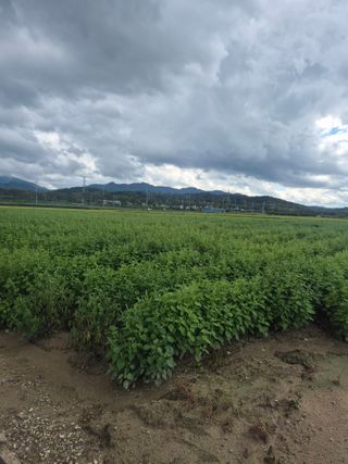 송광만님의 들깨 · 자유게시판 작성글 사진