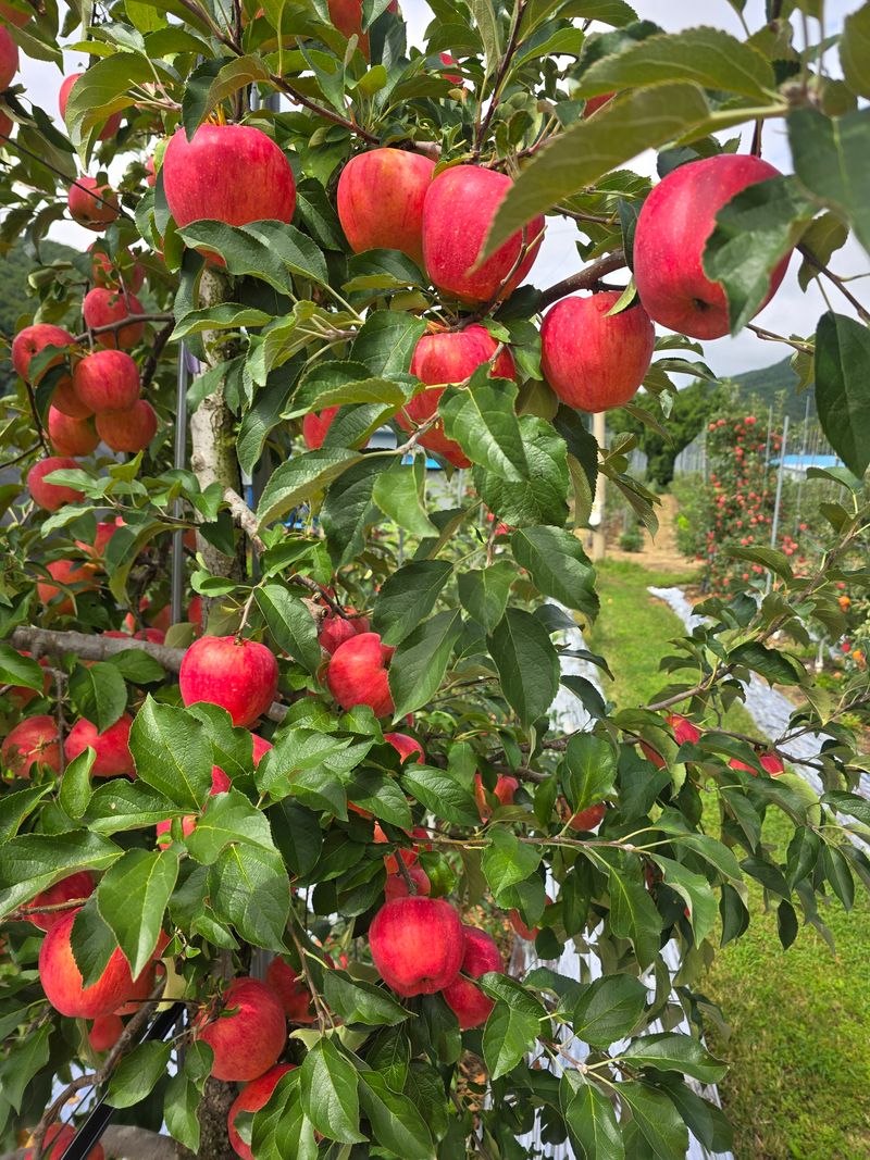 사과청일농원🍎님의 장터 판매 상품 [경북 청송 햇홍로 5kg 정품밎흠집 단체주문시할인] 첨부 사진