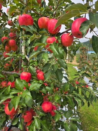 사과청일농원🍎님의 작성글 사진