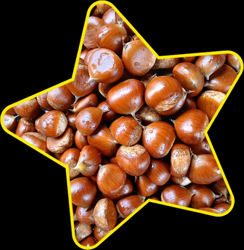 인생은 소풍처럼님의 장터 판매 상품 [토종밤1키로 마감] 첨부 사진