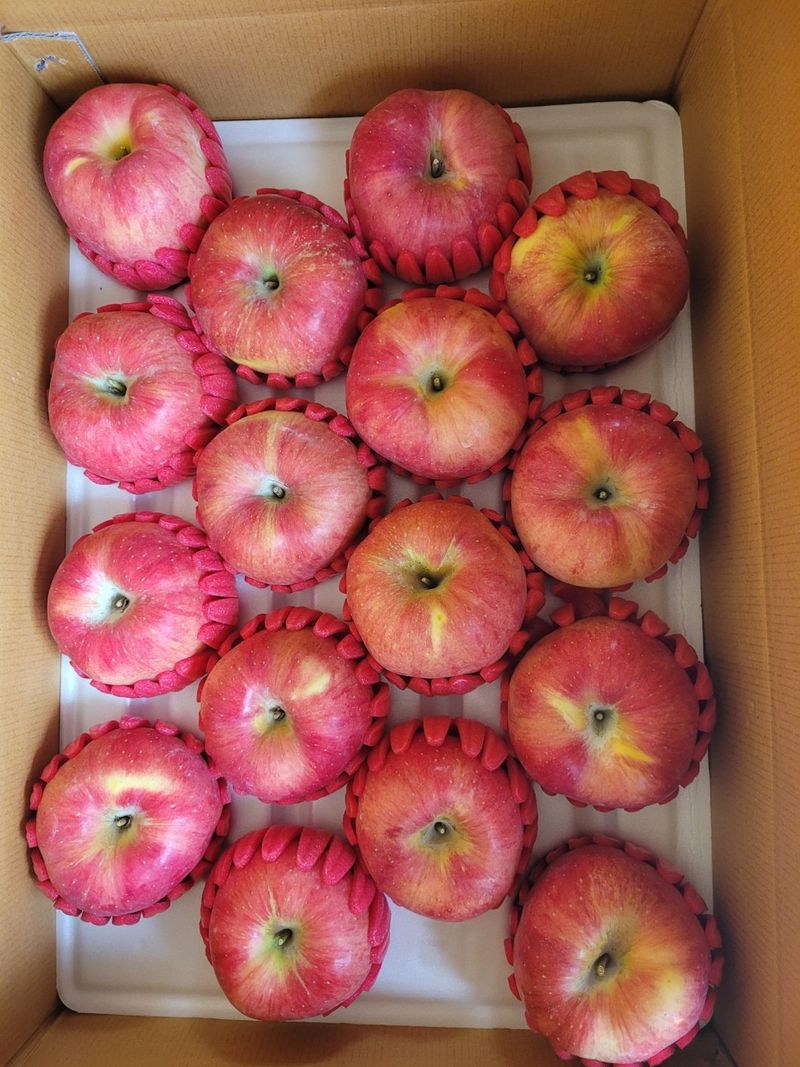 사과청일농원🍎님의 장터 판매 상품 [경북 청송 햇홍로 5kg 정품밎흠집 단체주문시할인] 첨부 사진