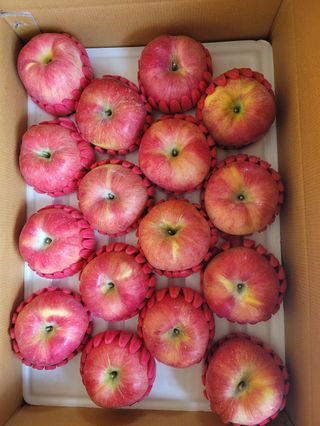 사과청일농원🍎님의 작성글 사진