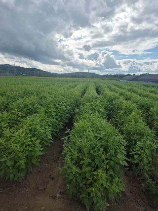 송광만님의 들깨 · 자유게시판 작성글 사진