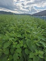 팜모닝 들깨·자유게시판 게시글 이미지