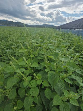송광만님의 들깨 · 자유게시판 작성글 사진