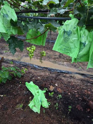 수달이님의 농사, 무엇이든 물어보세요! · 참여글 작성글 사진