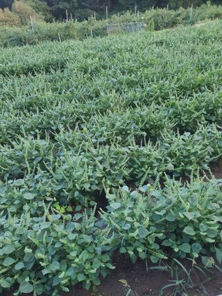 옥천서화농님의 자유주제 · 자유게시판 작성글 사진