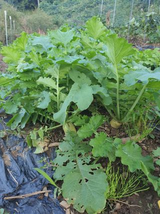 실로암농원님의 자유주제 · 자유게시판 작성글 사진