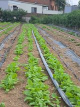 팜모닝 · 게시글 이미지