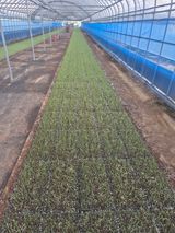 팜모닝 양파·자유게시판 게시글 이미지