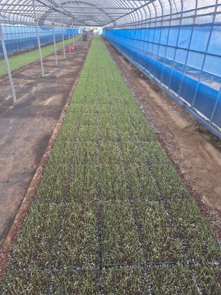 송광만님의 양파 · 자유게시판 작성글 사진