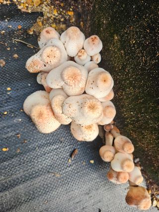 고추18330님의 자유주제 · 자유게시판 작성글 사진