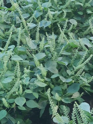 옥천서화농님의 자유주제 · 자유게시판 작성글 사진