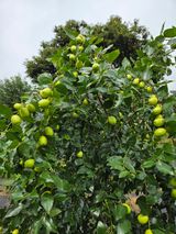 팜모닝 자유주제·사진전 게시글 이미지