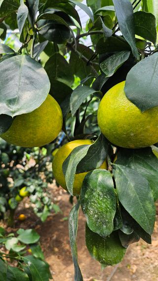 고강농원 강영자님의 자유주제 · 사진전 작성글 사진