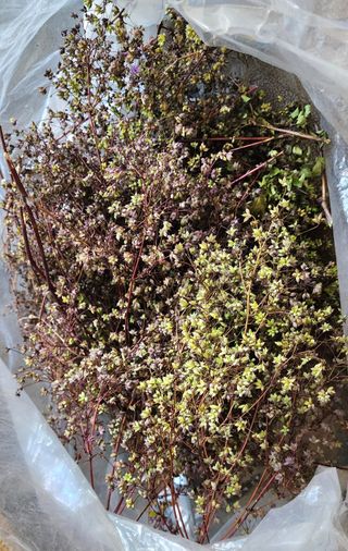 고추건조기부품판매님의 자유주제 · 자유게시판 작성글 사진