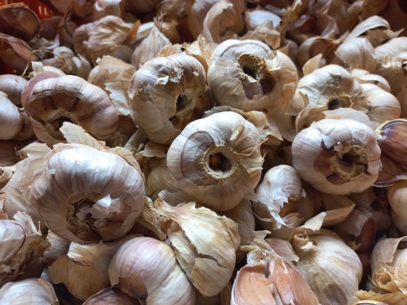 박린님의 장터 판매 상품 [홍산마늘 1세대쪽분리,단구] 첨부 사진