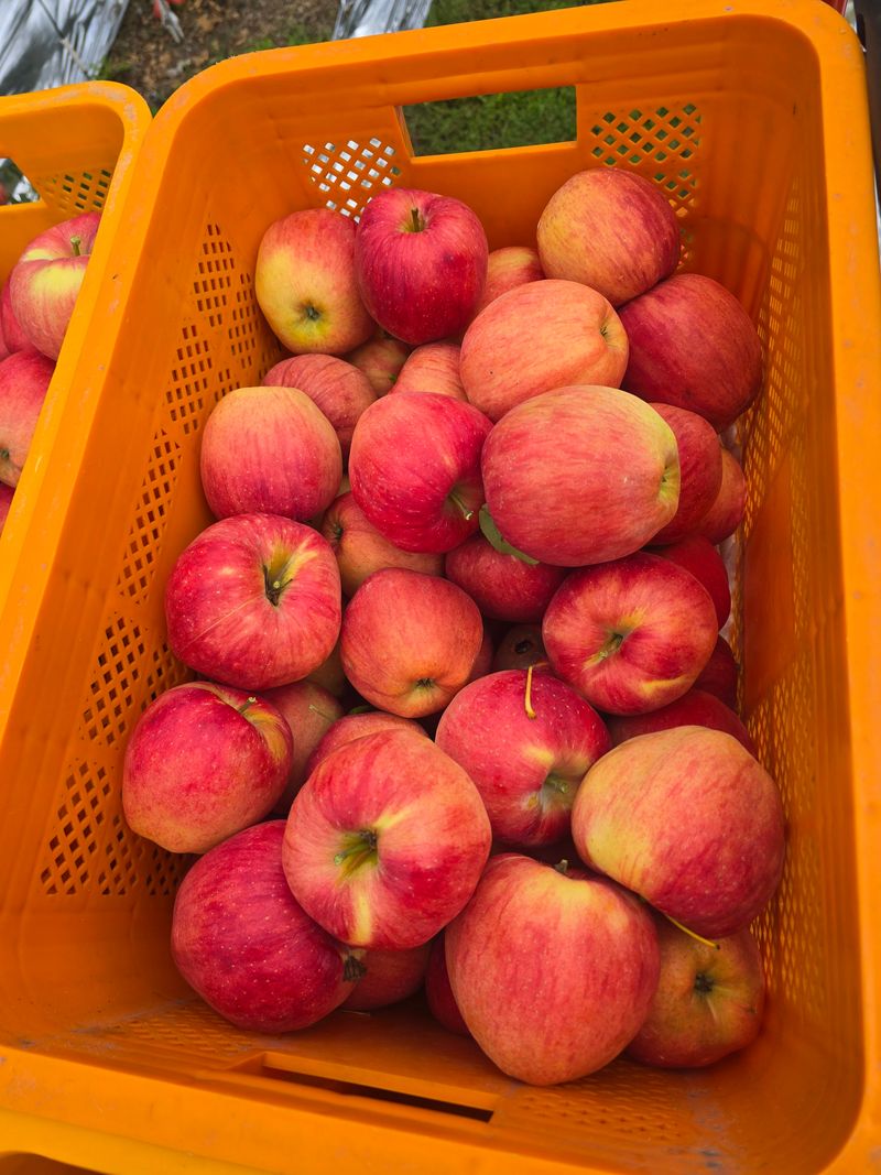 사과청일농원🍎님의 장터 판매 상품 [경북 청송 햇홍로 5kg 정품밎흠집 단체주문시할인] 첨부 사진