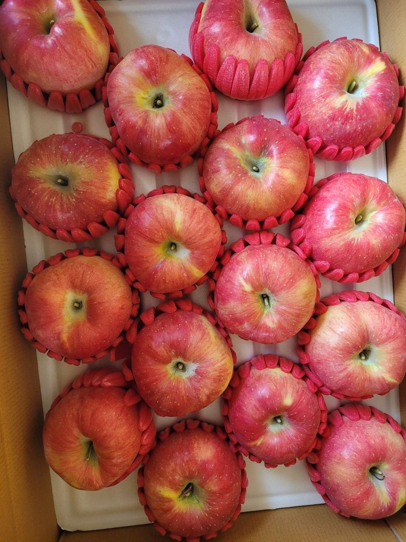 사과청일농원🍎님의 장터 판매 상품 [경북 청송 햇홍로 5kg 정품밎흠집 단체주문시할인] 첨부 사진