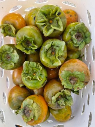 낙엽교목류21691님의 자유주제 · 자유게시판 작성글 사진