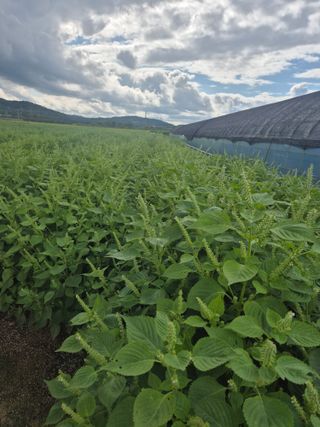 송광만님의 들깨 · 자유게시판 작성글 사진