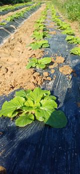 팜모닝 자유주제·자유게시판 게시글 이미지