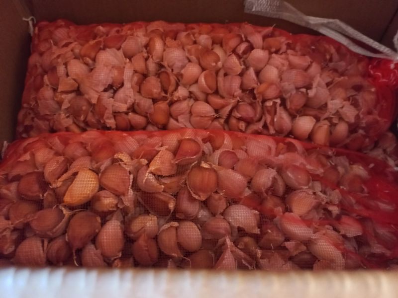 박린님의 장터 판매 상품 [홍산마늘 1세대쪽분리,단구] 첨부 사진